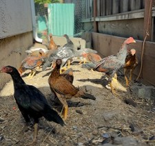 Asil chicken for sale  Hayward