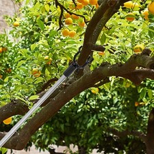 Pcs fruit tree d'occasion  Expédié en Belgium