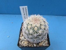 Echinocereus ctenoides melcor for sale  BIRMINGHAM