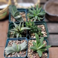Gasteria haworthia bundle for sale  Valley Village