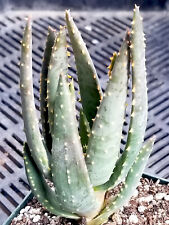 Rare aloe dichotoma for sale  San Jose