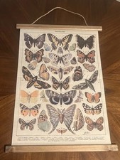 Large beautiful papillons for sale  Ringtown