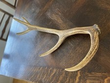 Abwurfstange geweih hirsch gebraucht kaufen  Runkel