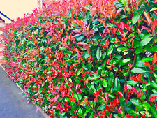 Red robin hedging for sale  CRAIGAVON