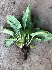 Comfrey plants organic for sale  LOCKERBIE