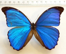 Entomologie schmetterling morp gebraucht kaufen  Haibach