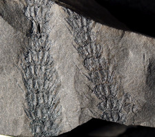 Carboniferous fossil plant d'occasion  Expédié en Belgium