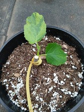 Ficus carica jolly d'occasion Ficus carica jolly d'occasion  Basse-Goulaine