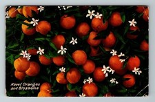 California naval oranges for sale  Springfield
