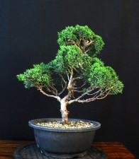 Bonsai chinesischer wacholder gebraucht kaufen  Bielefeld