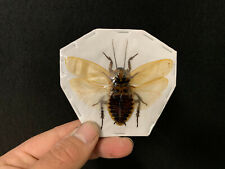 Eublaberus distanti guatemala d'occasion  Aiglun