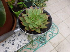 Belle plante huileuse d'occasion  France