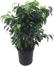 Weeping fig tree for sale  Menifee