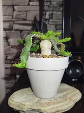 Euphorbia stellata caudex d'occasion Euphorbia stellata caudex d'occasion  Saint-Étienne-du-Rouvray