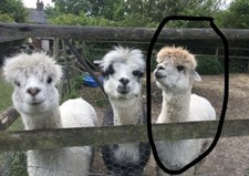 1.7 fawn alpaca for sale  CANTERBURY