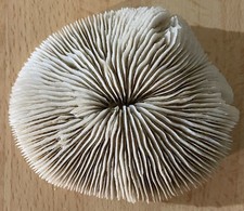 Corail blanc ancien d'occasion  Marignane