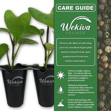Black pepper plant for sale  USA