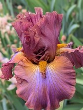 Gasper iris rhizome d'occasion  Expédié en Belgium