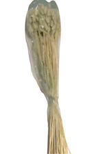 Lagurus topini 70cm usato  Italia