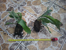 Staghorn fern well for sale  Mcallen