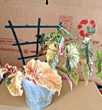 Freshaalready rooting top for sale  LONDON