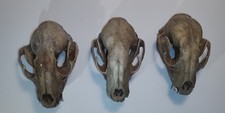 Raccoon skull for sale  Rochelle
