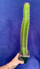 Succulent euphorbia euphorbia for sale  PENZANCE