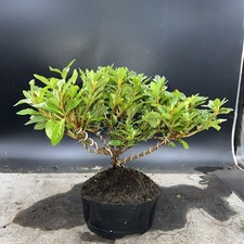 Shohin japanese azalea for sale  HULL
