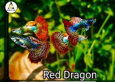 Trio supper red for sale  Houston