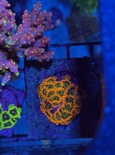 Vegas strips zoa for sale  Staten Island