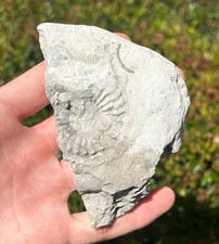 Texas fossil ammonite for sale  Coppell