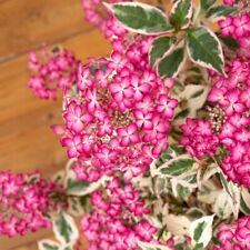 Hydrangea euphoria pink for sale  IPSWICH