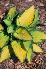 Hosta fortunei range gebraucht kaufen  Westerstede