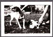 Vintage photograph 1930 for sale  Siletz