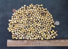 Elephant garlic corms for sale  Leonard