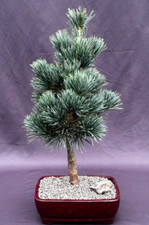 Japanese white bonsai for sale  Patchogue