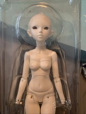 White minifee shuga for sale  North Richland Hills