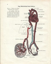 Stampa antica ANATOMIA APPARATO SANGUIGNO EMBRIONE medicina 1938 Antique print comprar usado  Enviando para Brazil
