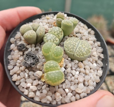 Lithops green 5 gebraucht kaufen  Deutschland