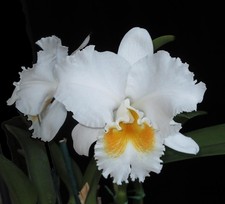 Cattleya lynn spencer for sale  Avon
