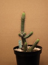 Euphorbia baioensis 25119 gebraucht kaufen  Overath