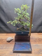 Real twsited thick for sale  PETERBOROUGH