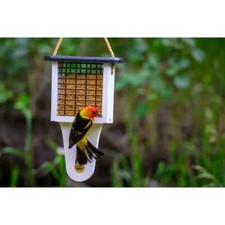 feeders suet bird for sale feeders suet bird for sale Avenel