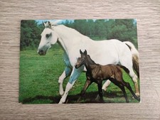 Alte pferdepostkarte holsteine gebraucht kaufen  Borna