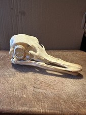 taxidermy ostrich for sale  Burlington