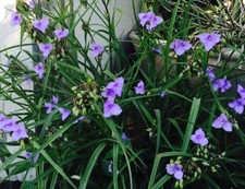 Spiderwort lily bluejacket for sale  Seminole