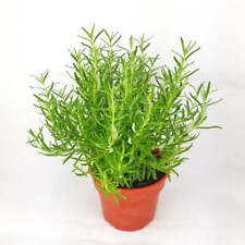 Rosemary barbeque rosenary for sale  Modesto