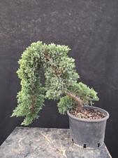 Bonsai juniperus usato  Montevarchi