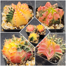 Gymnocalycium mihanovichii var for sale  Hesperia