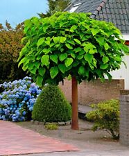 Catalpa bignonioides tree for sale  HOUNSLOW